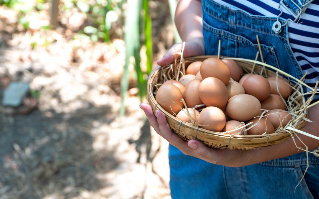 Onderzoek: Prijs eieren boerderijwinkel stijgt veel minder snel dan in de supermarkt